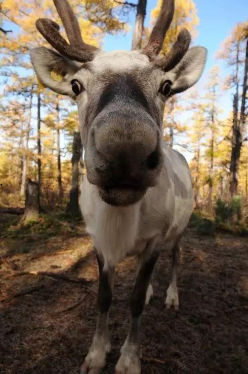 网红驯鹿吃瓜图片高清,萌态十足引网友热议