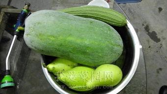 五一朝阳网热门吃瓜,热门吃瓜盘点，揭秘娱乐圈最新热点事件